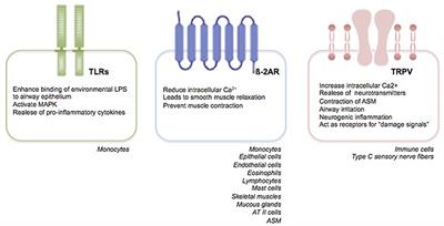 An overview on the RSV-mediated mechanisms in the onset of non-allergic asthma